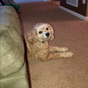 Meet your Posher, Becky